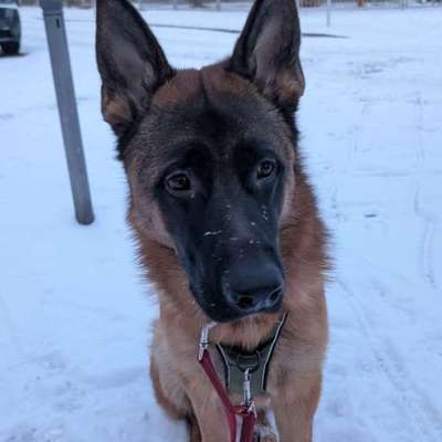 Hundetreffen-Training buddies for Louie-Bild