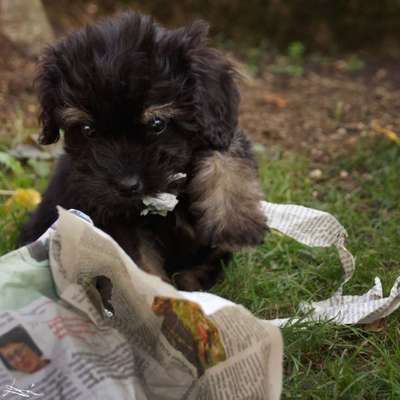 Welpen Bilder !-Beitrag-Bild