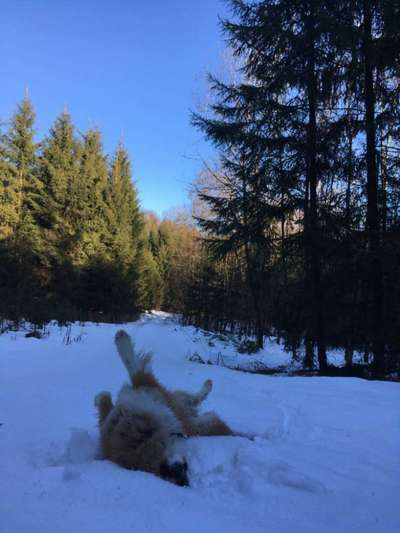 Die Dogorama Wochen Challenge-Beitrag-Bild