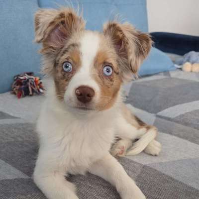 Hundetreffen-Hallo Wir würden uns freuen wenn wir ein Gassi Partner auf diesem Weg finden LG Nadine und Nala-Bild
