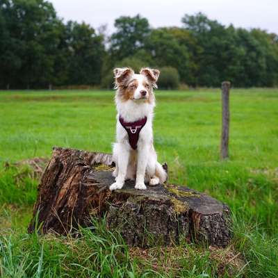 Hundetreffen-Hallo Wir würden uns freuen wenn wir ein Gassi Partner auf diesem Weg finden LG Nadine und Nala-Bild