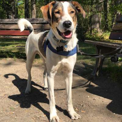 Auslandstierschutz-Beitrag-Bild