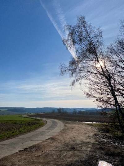 Hundeauslaufgebiet-Pfarrhübel Chemnitz-Bild