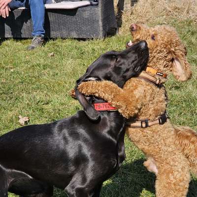 Hundetreffen-Nette Hundefreunde kennenlernen-Bild