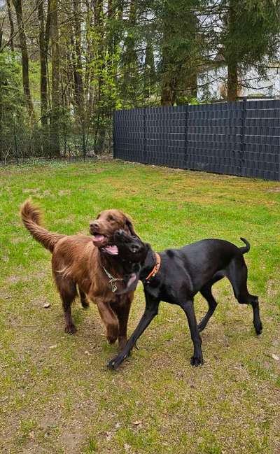 Hundetreffen-Nette Heutefreunde treffen-Bild