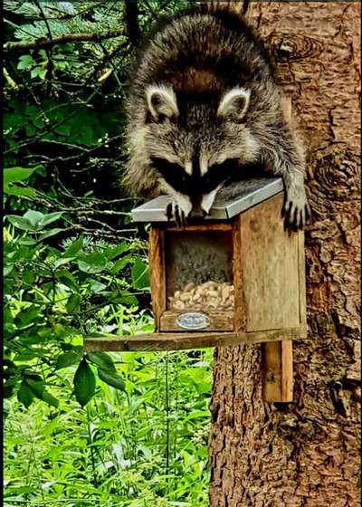 Waschbären, Gefahr für Hunde?-Beitrag-Bild