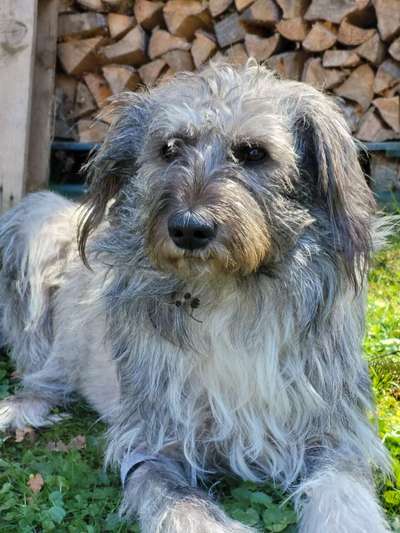 Auslandstierschutz-Beitrag-Bild