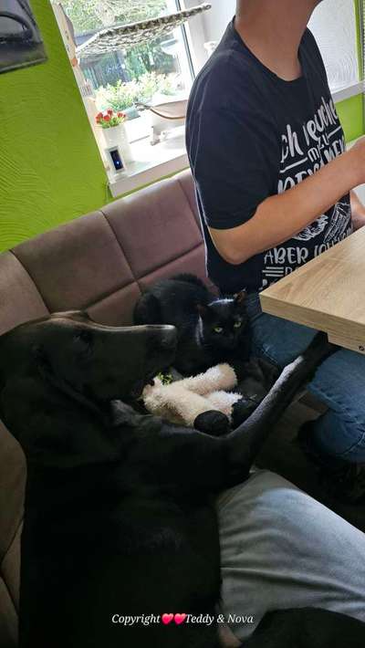 Jagdhund und Katze klappt das?-Beitrag-Bild