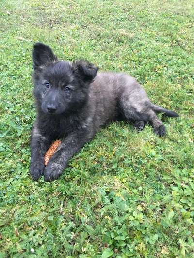 Welpen Bilder !-Beitrag-Bild