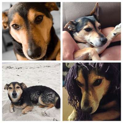 Unsere Fellnasen im Regenbogenland-Beitrag-Bild