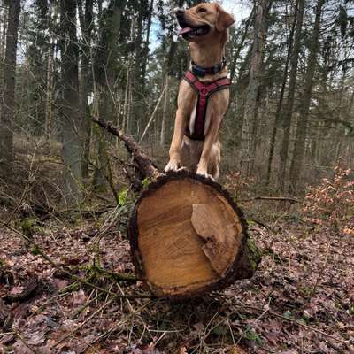 Hundetreffen-Gemeinsame Gassirunden-Bild