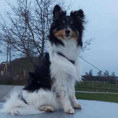 Hundetreffen-Kennenlernen/Ruhige Gassirunden mit Sky-Bild