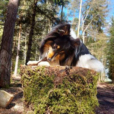 Hundetreffen-Ruhiges kennenlernen/Trainingsspaziergang, rund um Calw-Bild