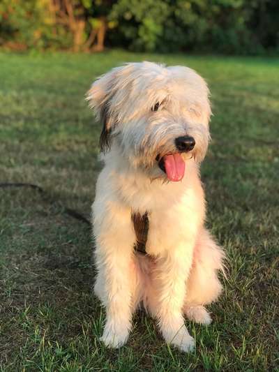 Podencomischling oder Podenco-Beitrag-Bild