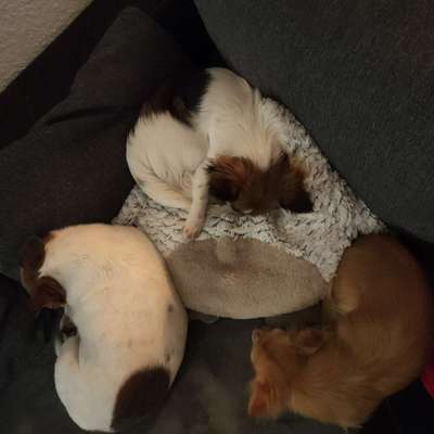 Hundetreffen-Suchen kleine Hunde zum Spielen-Profilbild