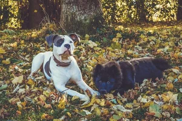 Eurasier hier?-Beitrag-Bild