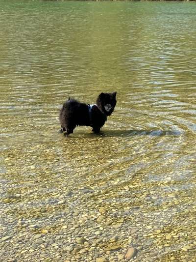 Eurasier hier?-Beitrag-Bild