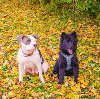 Eurasier hier?-Beitrag-Bild