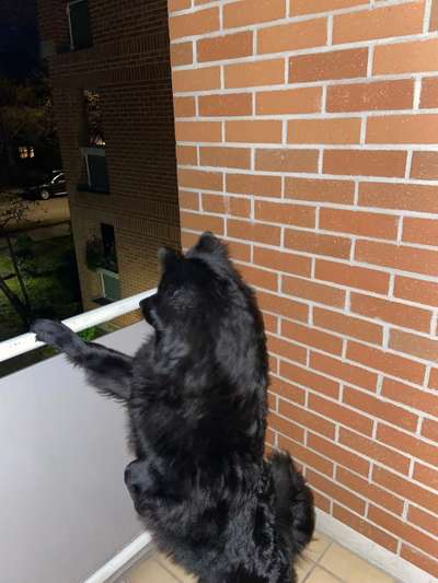 Eurasier hier?-Beitrag-Bild