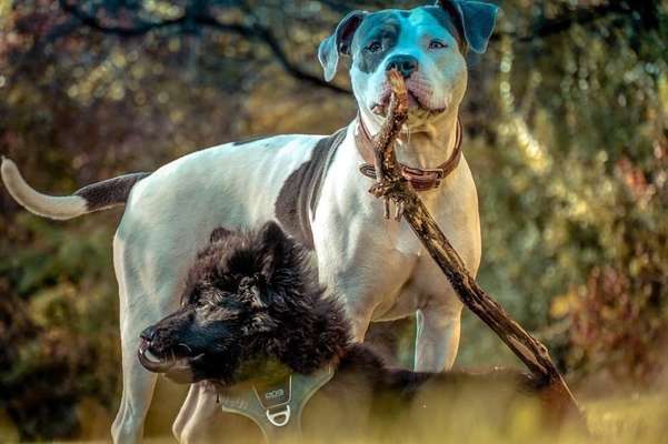 Eurasier hier?-Beitrag-Bild