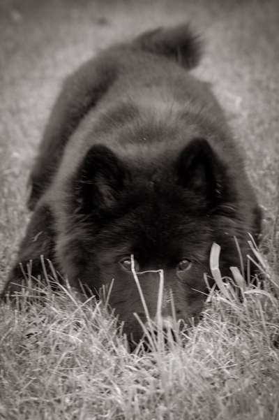 Eurasier hier?-Beitrag-Bild