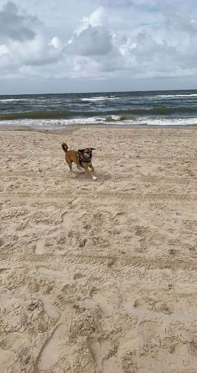 Die Dogorama Wochen Challenge: “Dein Hund im Urlaub”-Beitrag-Bild