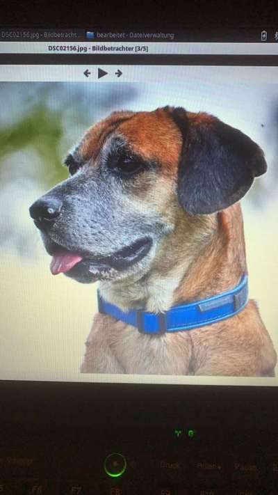 Die Dogorama Kalender Challenge Titelbild-Beitrag-Bild