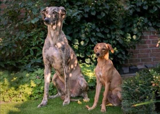 Windhunde - Treffen der besonderen Schönheiten
HERZLICH WILLKOMMEN-Beitrag-Bild