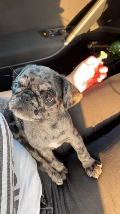 Die Dogorama Kalender Challenge 4/4-Beitrag-Bild