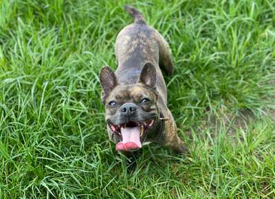 Welpen Bilder !-Beitrag-Bild