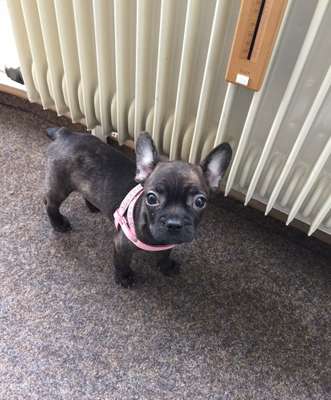 Welpen Bilder !-Beitrag-Bild