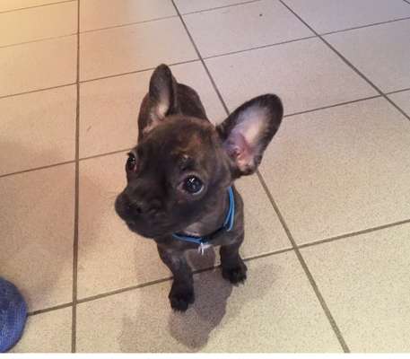 Welpen Bilder !-Beitrag-Bild