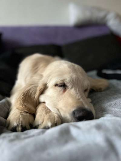 Wo sind die Golden Retriever Liebhaber?-Beitrag-Bild