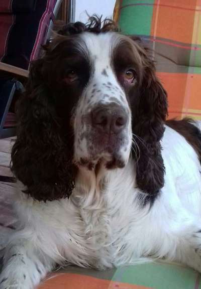 Springer Spaniel-Beitrag-Bild