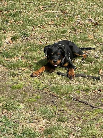 Rottweiler-Beitrag-Bild