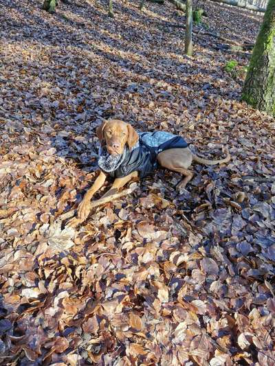 Magyar Vizsla UK-Beitrag-Bild