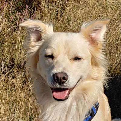 Dogorama Photo Challenge - Portrait-Beitrag-Bild