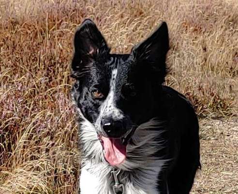 Dogorama Photo Challenge - Portrait-Beitrag-Bild