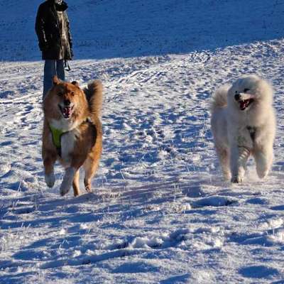 Hundetreffen-Gassi oder Spielrunde-Bild