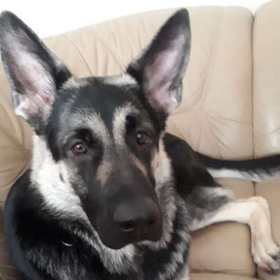 Hundetreffen-Gassi und spielrunde am Monte-Profilbild