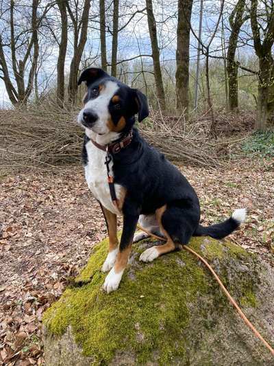 Appenzeller Sennenhunde-Beitrag-Bild