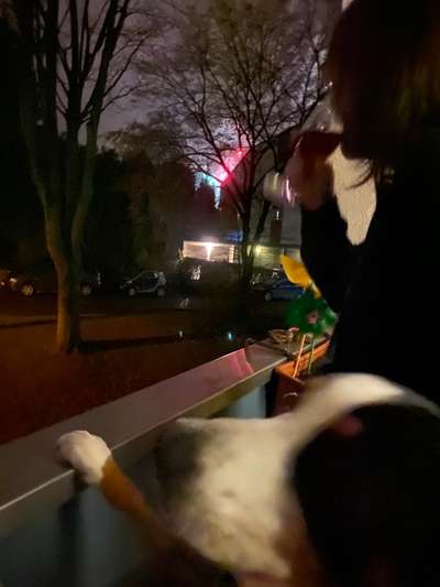 Appenzeller Sennenhunde-Beitrag-Bild