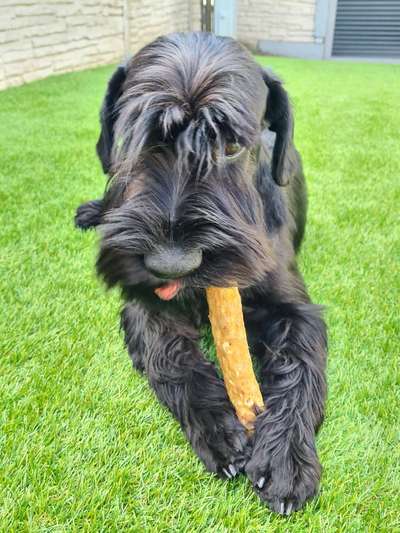 Die Dogorama Monats Challenge "Es grünt und blüht"-Beitrag-Bild