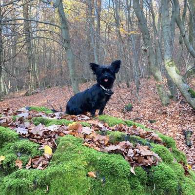 Hundetreffen-Gemeinsames Gassi gehen, Kontaktaufnahme-Bild