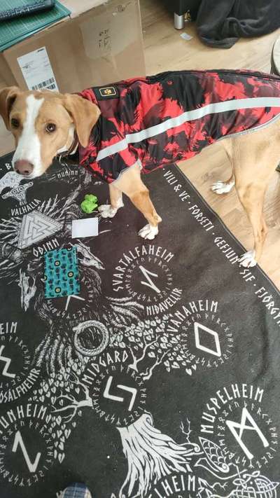 TierschutzhundeStammtisch🐕-Beitrag-Bild