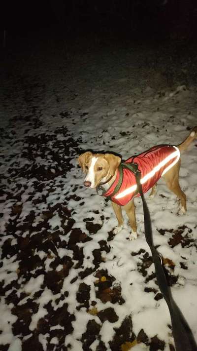 TierschutzhundeStammtisch🐕-Beitrag-Bild