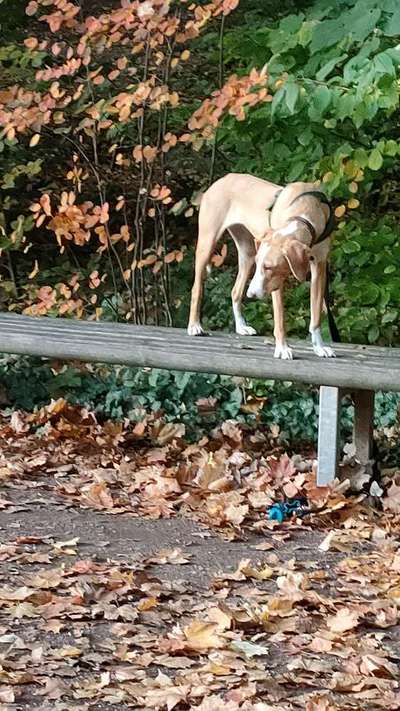 Hundetreffen-Ausdauernde Laufgefährten gesucht-Bild