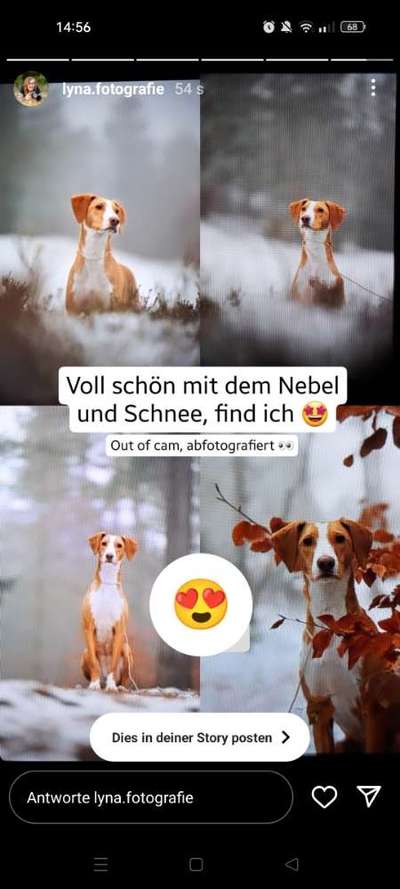 TierschutzhundeStammtisch🐕-Beitrag-Bild