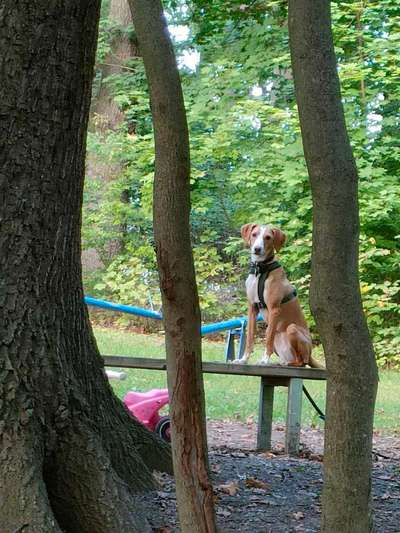 TierschutzhundeStammtisch🐕-Beitrag-Bild