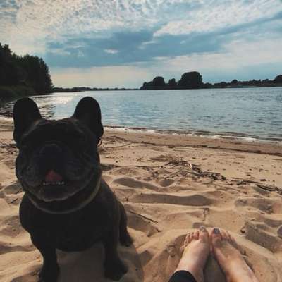 Hundetreffen-Spielfreund gesucht-Bild
